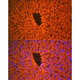 Immunofluorescence - Anti-PON1 Antibody [ARC2001] (A308894) - Antibodies.com