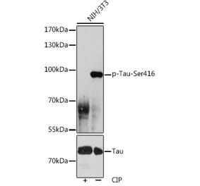 Western Blot - Anti-Tau (phospho Ser416) Antibody (A308895) - Antibodies.com