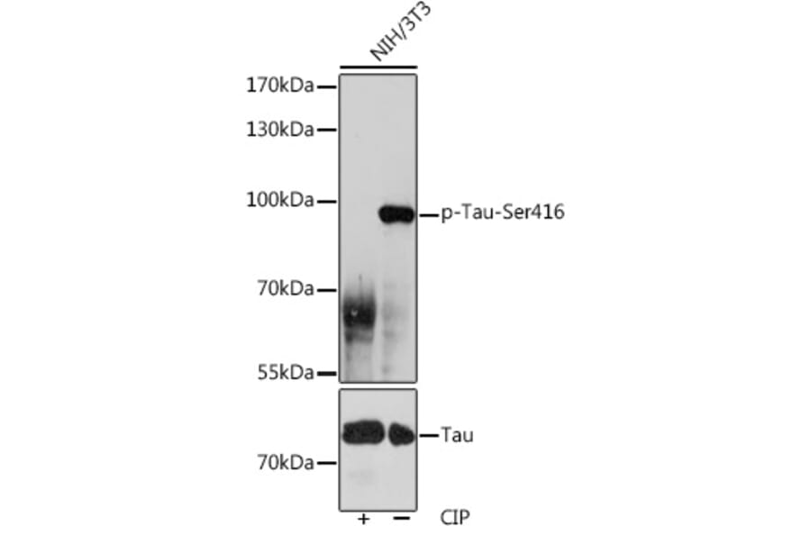 Western Blot - Anti-Tau (phospho Ser416) Antibody (A308895) - Antibodies.com