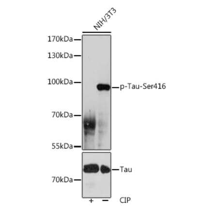 Western Blot - Anti-Tau (phospho Ser416) Antibody (A308895) - Antibodies.com