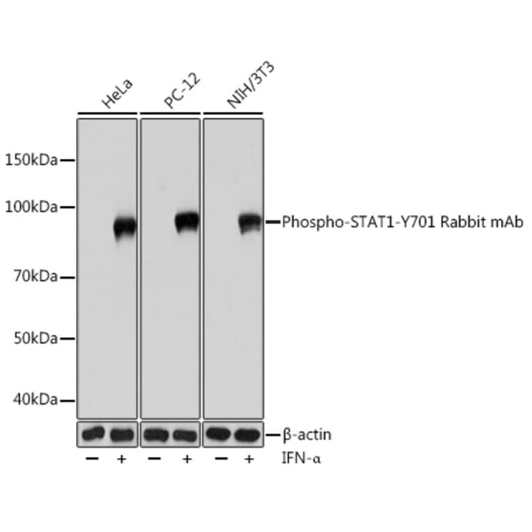 Western Blot - Anti-STAT1 (phospho Tyr701) Antibody [ARC0049] (A308896) - Antibodies.com