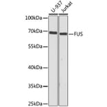 Western Blot - Anti-TLS/FUS Antibody (A308899) - Antibodies.com