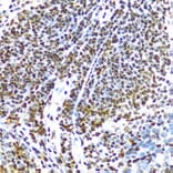 Immunohistochemistry - Anti-TLS/FUS Antibody (A308899) - Antibodies.com
