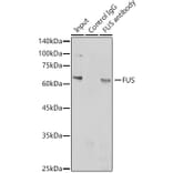 Western Blot - Anti-TLS/FUS Antibody (A308899) - Antibodies.com