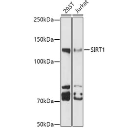Western Blot - Anti-SIRT1 Antibody (A308900) - Antibodies.com