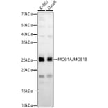 Western Blot - Anti-Mob1A Antibody (A308901) - Antibodies.com