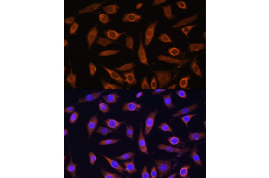 Immunofluorescence - Anti-Mob1A Antibody (A308901) - Antibodies.com