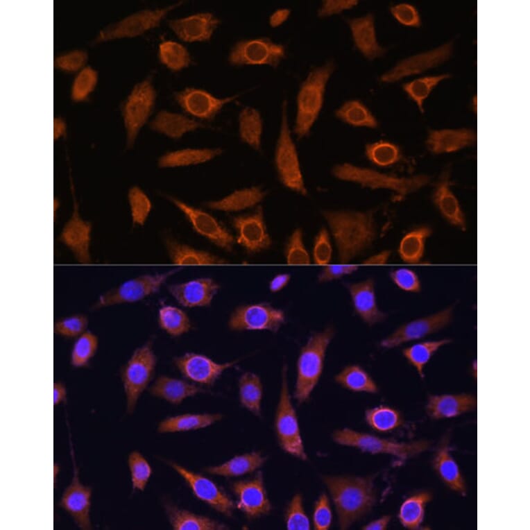 Immunofluorescence - Anti-Mob1A Antibody (A308901) - Antibodies.com