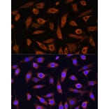 Immunofluorescence - Anti-Mob1A Antibody (A308901) - Antibodies.com