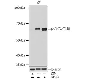Western Blot - Anti-AKT1 (phospho Thr450) Antibody (A308903) - Antibodies.com