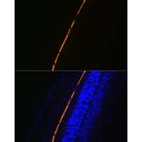 Immunofluorescence - Anti-RPE65 Antibody [ARC1659] (A308904) - Antibodies.com