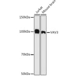 Western Blot - Anti-VAV3 Antibody [ARC1647] (A308909) - Antibodies.com