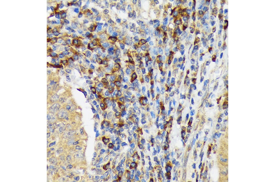 Immunohistochemistry - Anti-VAV3 Antibody [ARC1647] (A308909) - Antibodies.com