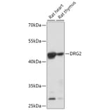 Western Blot - Anti-DRG2 Antibody (A308910) - Antibodies.com