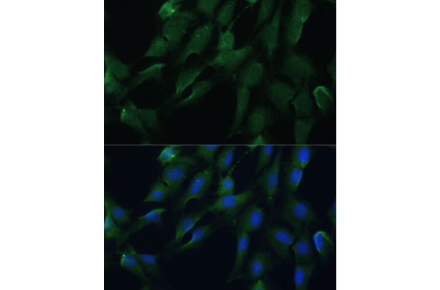 Immunofluorescence - Anti-DRG2 Antibody (A308910) - Antibodies.com