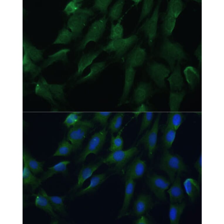 Immunofluorescence - Anti-DRG2 Antibody (A308910) - Antibodies.com