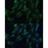 Immunofluorescence - Anti-DRG2 Antibody (A308910) - Antibodies.com