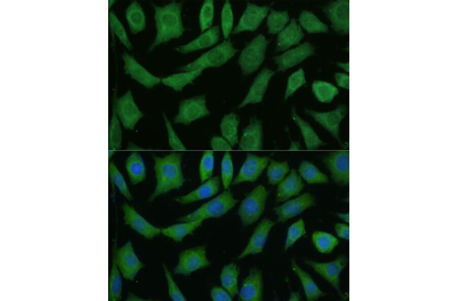 Immunofluorescence - Anti-DRG2 Antibody (A308910) - Antibodies.com