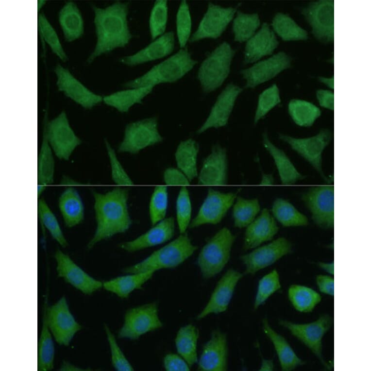 Immunofluorescence - Anti-DRG2 Antibody (A308910) - Antibodies.com