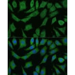 Immunofluorescence - Anti-DRG2 Antibody (A308910) - Antibodies.com