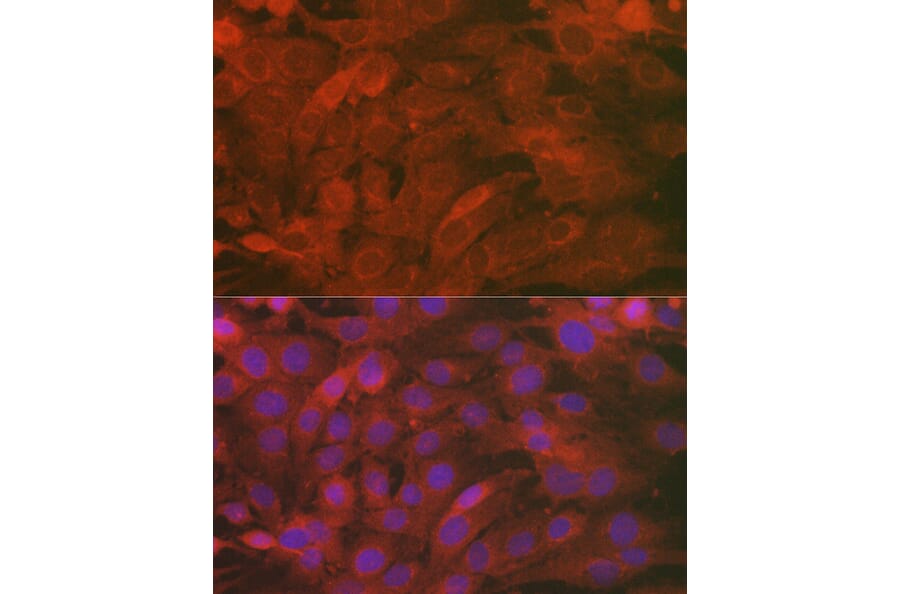 Immunofluorescence - Anti-SCRN1 Antibody (A308911) - Antibodies.com