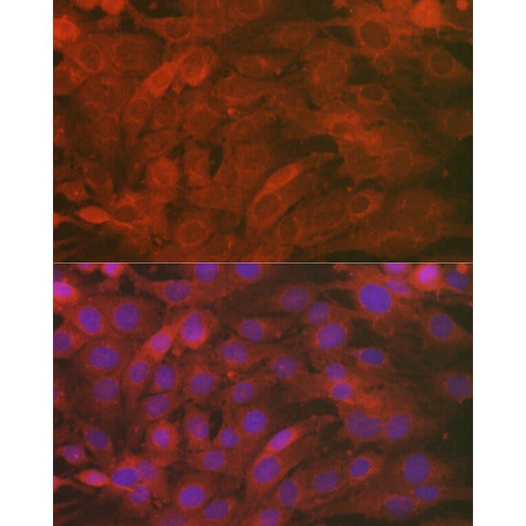 Immunofluorescence - Anti-SCRN1 Antibody (A308911) - Antibodies.com