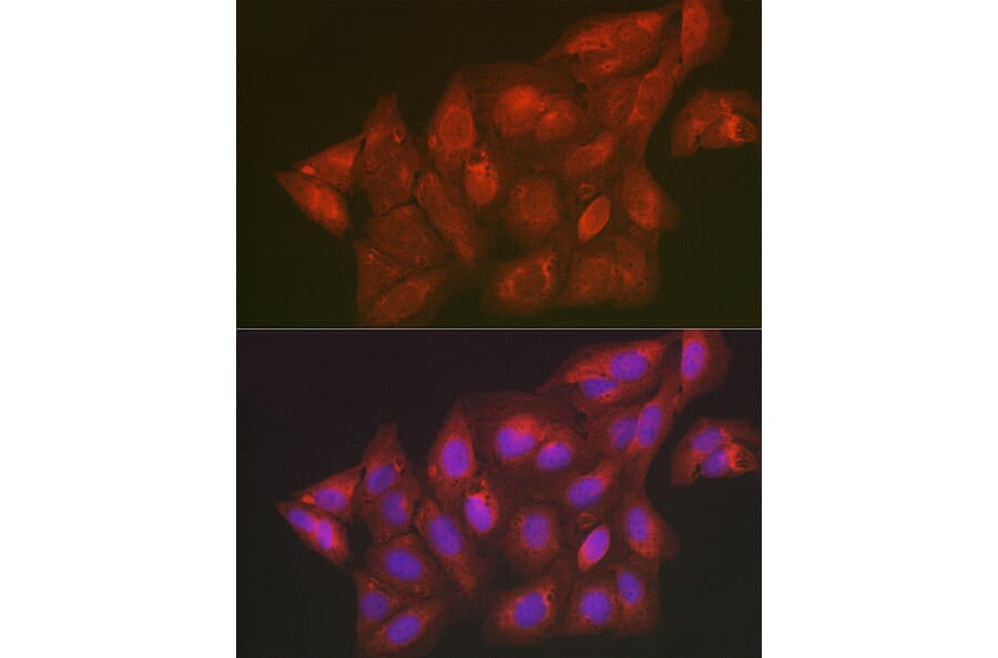 Immunofluorescence - Anti-SCRN1 Antibody (A308911) - Antibodies.com