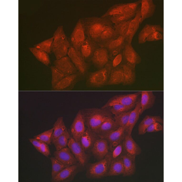 Immunofluorescence - Anti-SCRN1 Antibody (A308911) - Antibodies.com