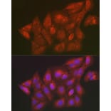 Immunofluorescence - Anti-SCRN1 Antibody (A308911) - Antibodies.com