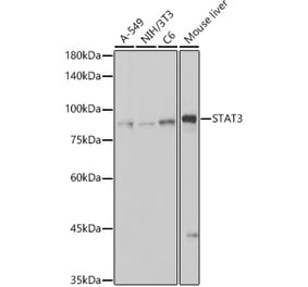Western Blot - Anti-STAT3 Antibody [ARC2603] (A308912) - Antibodies.com