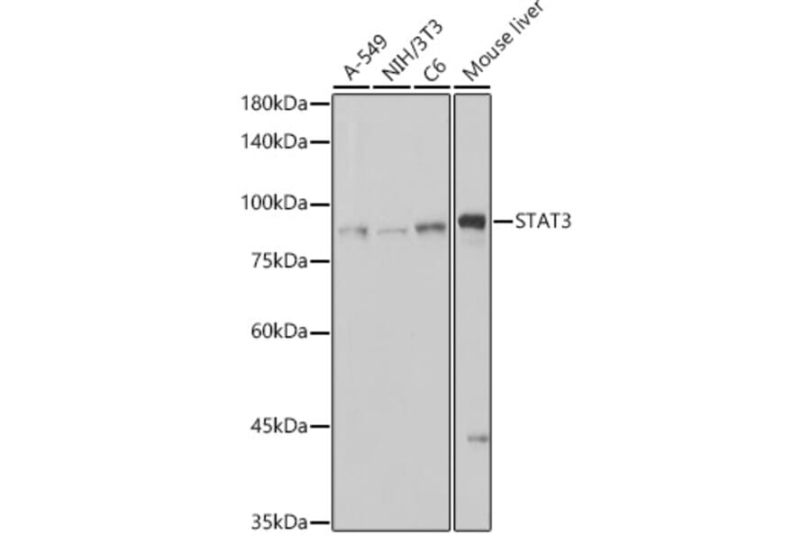Western Blot - Anti-STAT3 Antibody [ARC2603] (A308912) - Antibodies.com