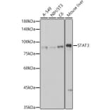 Western Blot - Anti-STAT3 Antibody [ARC2603] (A308912) - Antibodies.com