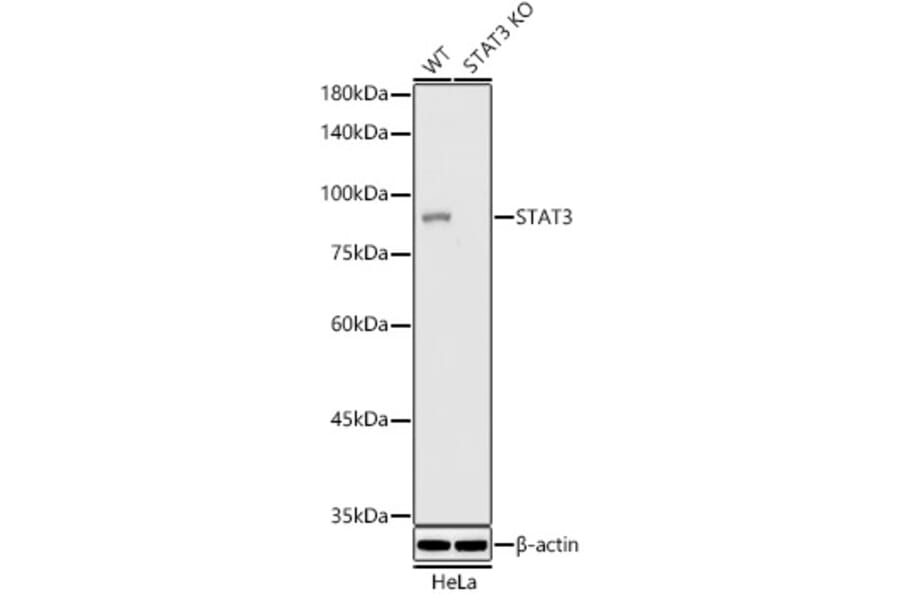 Western Blot - Anti-STAT3 Antibody [ARC2603] (A308912) - Antibodies.com