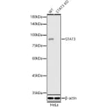 Western Blot - Anti-STAT3 Antibody [ARC2603] (A308912) - Antibodies.com