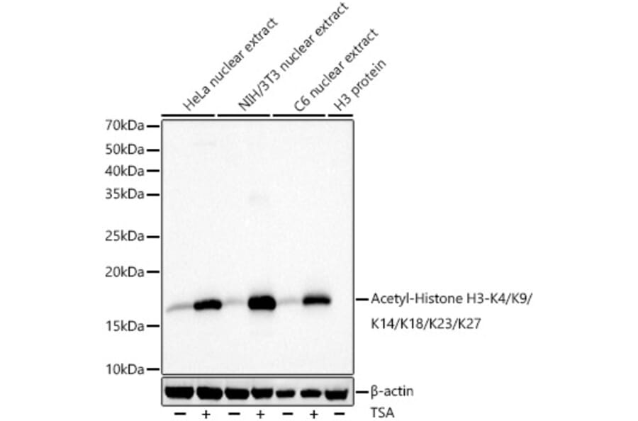 Western Blot - Anti-Histone H3 (acetyl Lys4 + Lys9 + Lys14 + Lys18 + Lys23 + Lys27) Antibody (A308916) - Antibodies.com