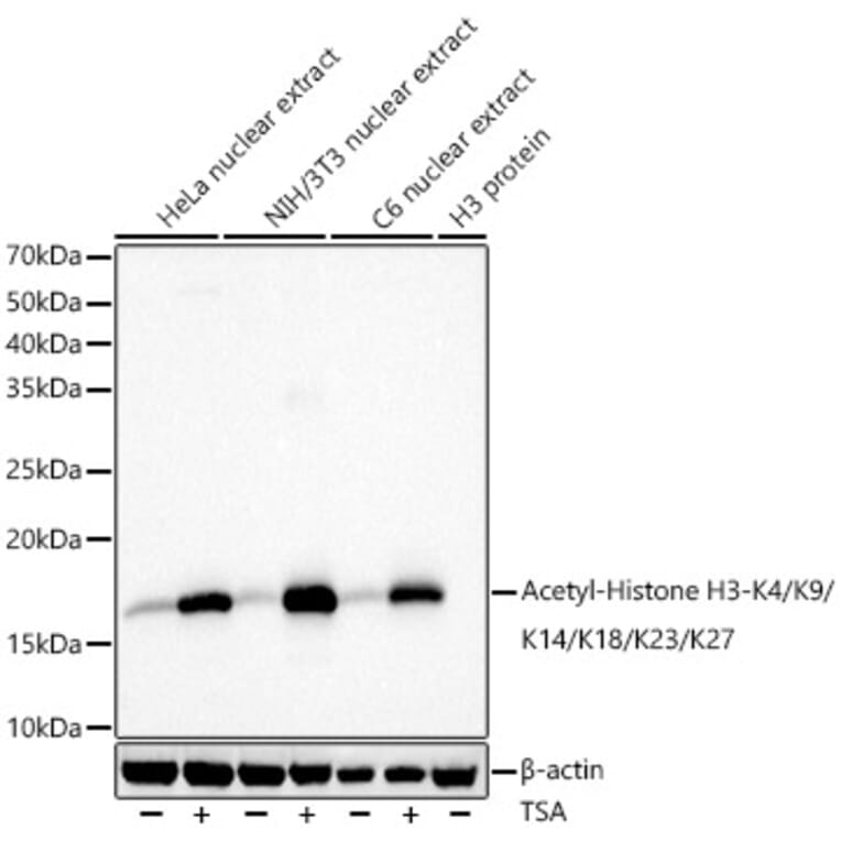 Western Blot - Anti-Histone H3 (acetyl Lys4 + Lys9 + Lys14 + Lys18 + Lys23 + Lys27) Antibody (A308916) - Antibodies.com