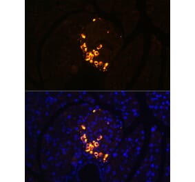 Immunofluorescence - Anti-Glucagon Antibody [ARC1143] (A308918) - Antibodies.com