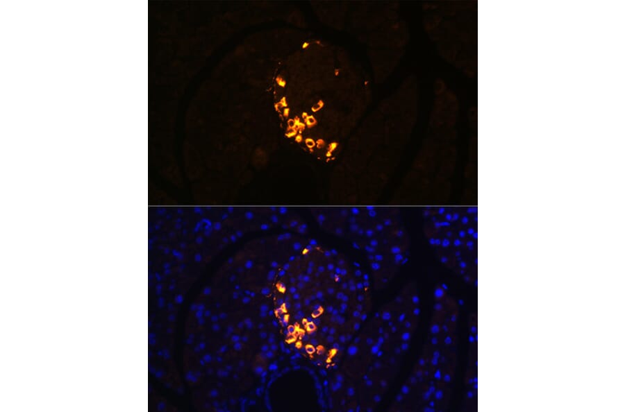 Immunofluorescence - Anti-Glucagon Antibody [ARC1143] (A308918) - Antibodies.com
