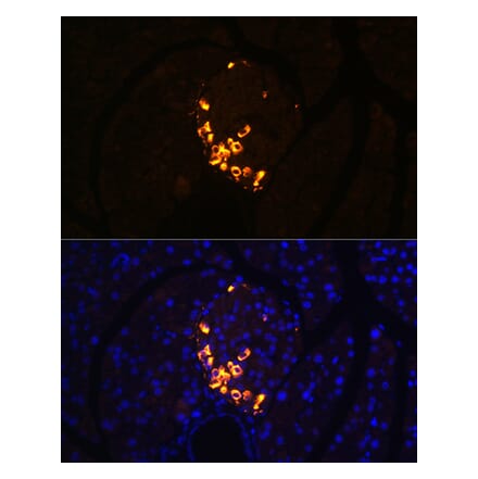 Immunofluorescence - Anti-Glucagon Antibody [ARC1143] (A308918) - Antibodies.com