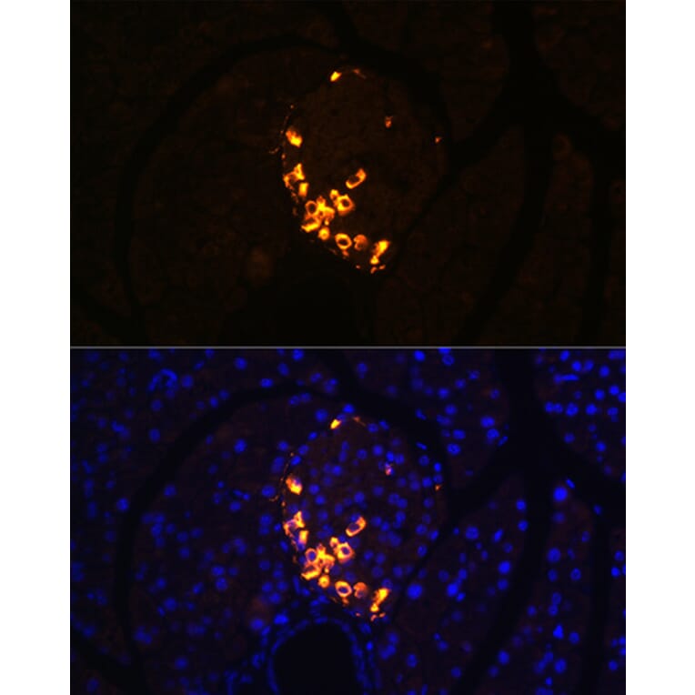 Immunofluorescence - Anti-Glucagon Antibody [ARC1143] (A308918) - Antibodies.com