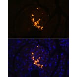 Immunofluorescence - Anti-Glucagon Antibody [ARC1143] (A308918) - Antibodies.com