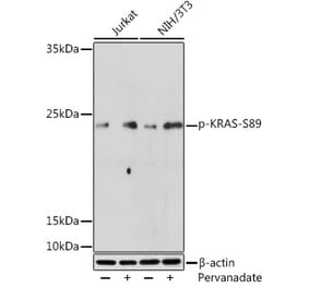Western Blot - Anti-KRAS (phospho Ser89) Antibody (A308919) - Antibodies.com