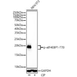 Western Blot - Anti-eIF4EBP1 (phospho Thr70) Antibody [ARC53785] (A308921) - Antibodies.com