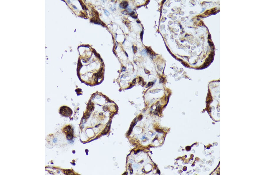 Immunohistochemistry - Anti-MAK Antibody (A308925) - Antibodies.com