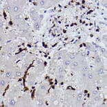 Immunohistochemistry - Anti-Plastin L Antibody [ARC2689] (A308929) - Antibodies.com