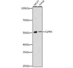 Western Blot - Anti-EDG8 Antibody (A308932) - Antibodies.com