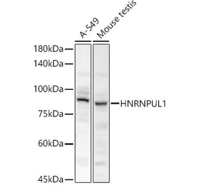 Western Blot - Anti-HADHA Antibody (A308933) - Antibodies.com