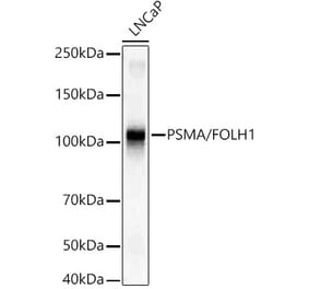Western Blot - Anti-PSMA Antibody (A308936) - Antibodies.com