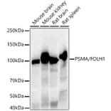 Western Blot - Anti-PSMA Antibody [ARC56326] (A308936) - Antibodies.com