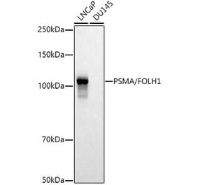 Western Blot - Anti-PSMA Antibody (A308937) - Antibodies.com